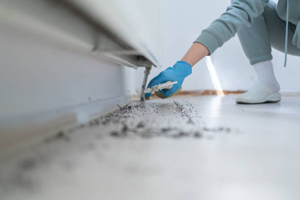 Best Termite Control Services  in East Massapequa, NY